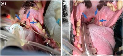 Reversing stage III oral adenocarcinoma in a dog treated with anti-canine PD-1 therapeutic antibody: a case report